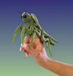 Folkmanis Mini Praying Mantis Finger Puppet