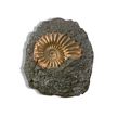 Small Fossil Replica Golden Ammonite