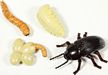 Mealworm LifeCycle Stages