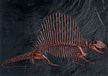 Dimetrodon Expedition Excavation Kit