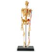Human Skeleton Model