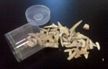Fossilized Shark Teeth and Bone Fragments Tube-Small