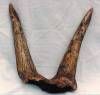 Replica Double Long brow horns from Tricreatops