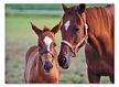 Melissa and Doug 60 Piece Mare & Foal Jigsaw Puzzle, kids horse puzzle, children farm puzzle