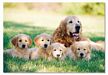 Melissa and Doug 100 Piece Golden Retriever with Puppies Jigsaw Puzzle, puppy puzzle, dog puzzle
