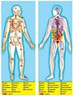 Melissa and Doug Human Anatomy Extra Large Floor Puzzle 100 Pieces