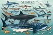 Sharks Poster Laminated