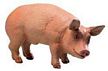 Safari Farm Boar, boar toy, pig toy, male pig ty, pig replica, pig model, kids wild safari boar mode
