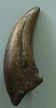 Gorgosaurus Claw Replica, dinosaur claw, dinosaur claw model, dinosaur claw resin model replica