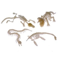 Glow in the Dark Dino Skeletons