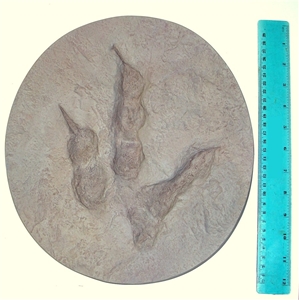 theropod footprint