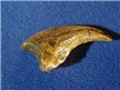 Dromaeosaurus Dinosaur Claw Replica (Albertensis)