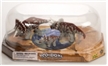 Triceratops ECO Dome Dinosaur  Play set