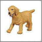 Best in Show Dogs