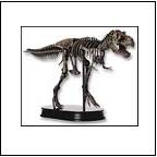 Replica Models, Dinosaur skulls, dinostoreus, dinostoreus models, dinosaur statues, dinosaur models, dinosaur skulls, dinosaur statues