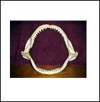 Shark Jaws & Teeth