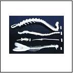 Skeleton Models, animal skeletons, vertabrae, skulls, scientific skeletons, human body skeleton model