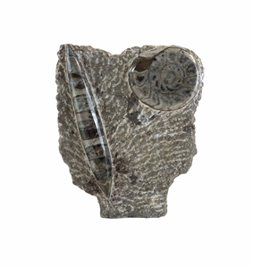Ammonite Fossil Sculpture Piece 6.5&quot; Office Home Decor