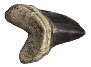 Cretoxyrhina mantelli Tooth Fossil Replica