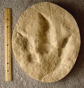 Large Theropod Dinosaur Right Rear Footprint Track Cast