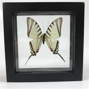 Real Butterfly Framed | Neographium Agesilaus