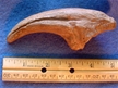 Acrocanthosaurus Forelimb Claw Cast