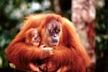 Orangutan with Baby Poster Laminated by Safari, Orangutan poster, detailed poster of Orangutan