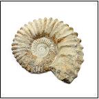 Fossils - Fossils for kids - Fossil Collections