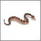 Reptiles & Snake Toy Models