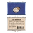 White Ammonite Fossil Educational Box