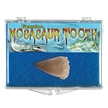 Fossilized Mosasaur Dinosaur Tooth - Boxed