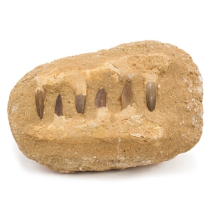 Fossil jaw Jaw Fossil