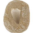 Mosasaur Tooth on Matrix