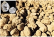 Classroom Bulk Pack - 200 Break Open Whole Moroccan Geodes 2"