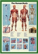 The Human Body Poster