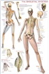 Skeletal System Poster