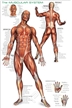 The muscular system Poster