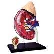 4D Human Kidney Model