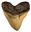 Discover With Dr Cool Megalodon Tooth Casting