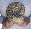 Large Authentic Ammonite Fossil 7.5" w/ Stand