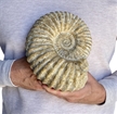 Large Authentic Ammonite Fossil 7.75" w/ Stand