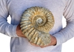 Large Authentic Ammonite Fossil 8.5" w/ Stand