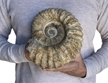 Large Authentic Ammonite Fossil 8.25" w/ Stand