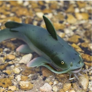 toy catfish