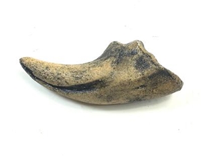 dinosaur with claw on foot