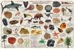 Collectible Fossils Laminated Poster