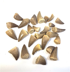 real mosasaurus tooth