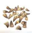 Real Authentic Mosasaurus Tooth