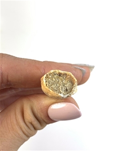 mosasaurus tooth real