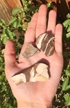 Rough Zebra Jasper - rocks for sale - buy rocks